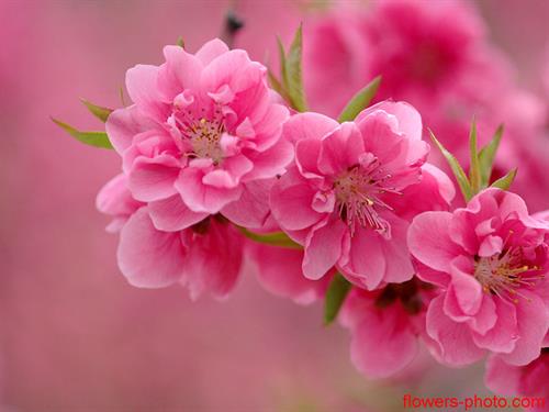 amirreza&nbsp;saadat